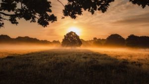 Image of a tree in a field at sunrise for Dr. Linda C. Salvin's post on destiny