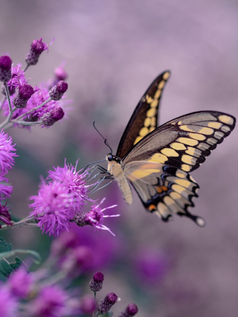 Butterfly landing on a flower symbolizing psychic healing.